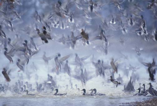 Mallards - photo by Karen Hollingsworth.  Copyrighted.  All rights reserved.